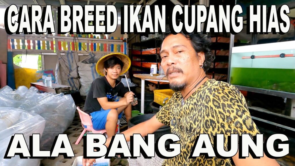 bongkar rahasia budidaya cupang cuan maksimal ala breeder profesional!