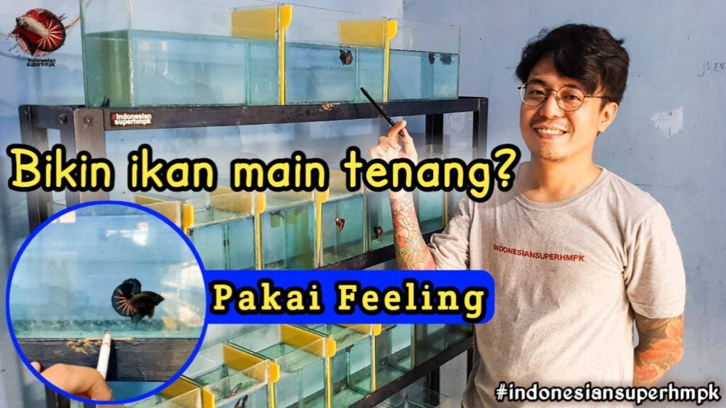 rahasia latih mental ikan cupang kontes: trik sederhana biar ikan responsif dan nurut stik!