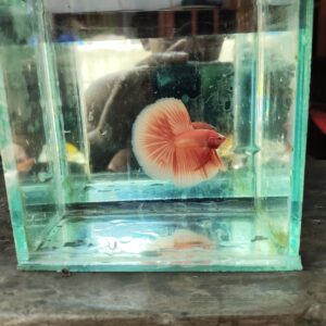 halfmoon-betta-orange